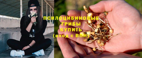прущие грибы Красноперекопск